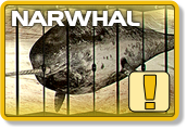Narwhal is currently running in a degraded state.