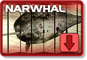 Narwhal is currently Down.