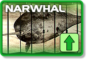 Narwhal is currently Up.